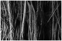 Banyan tree detail, Hilo. Big Island, Hawaii, USA ( black and white)