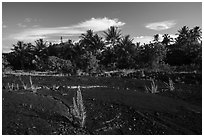 Young ferns sprouting out of lava field, Kalapana. Big Island, Hawaii, USA ( black and white)