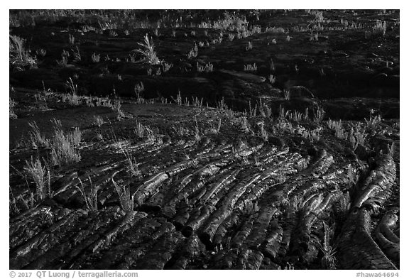 Rippled lava and young ferns, Kalapana. Big Island, Hawaii, USA (black and white)