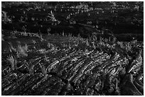 Rippled lava and young ferns, Kalapana. Big Island, Hawaii, USA ( black and white)