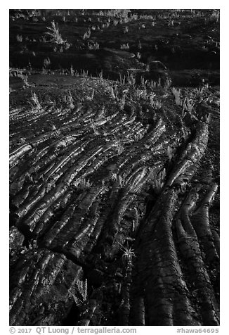 Lava folds and ferns, Kalapana. Big Island, Hawaii, USA (black and white)