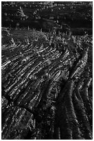 Lava folds and ferns, Kalapana. Big Island, Hawaii, USA ( black and white)