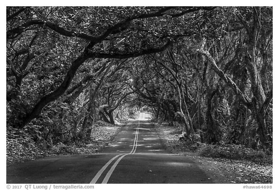 Tree Tunnel, Puna. Big Island, Hawaii, USA (black and white)
