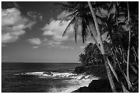 Palm trees and volcanic coastline, Puna. Big Island, Hawaii, USA ( black and white)