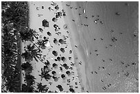 Aerial view of palm trees and beachgoers looking down, Kuhio Beach, Waikiki. Waikiki, Honolulu, Oahu island, Hawaii, USA ( black and white)