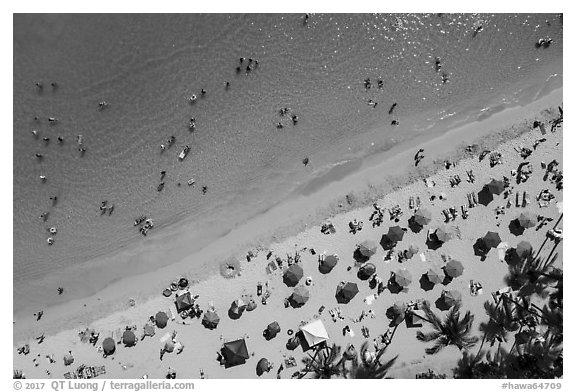 Aerial view of palm trees and beach with umbrellas looking down, Waikiki. Waikiki, Honolulu, Oahu island, Hawaii, USA (black and white)