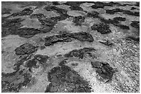 Aerial view of lava rocks and Kapoho tidepools. Big Island, Hawaii, USA ( black and white)