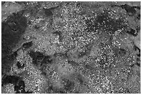 Aerial view of tidepools with coral, Kapoho. Big Island, Hawaii, USA ( black and white)