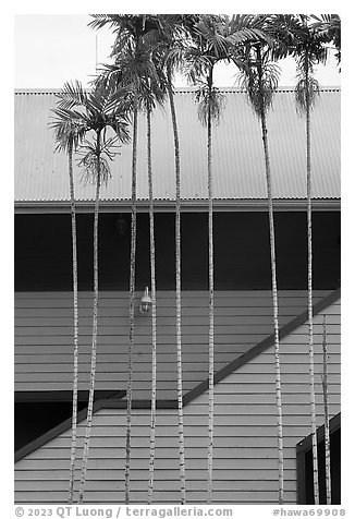 Thin palm trees and building. Lahaina, Maui, Hawaii, USA (black and white)