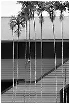 Thin palm trees and building. Lahaina, Maui, Hawaii, USA ( black and white)