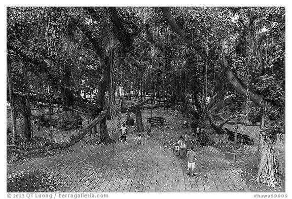 Oldest living tree on Maui at Lahaina Banyan Court. Lahaina, Maui, Hawaii, USA (black and white)