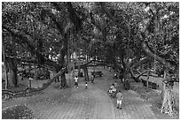 Oldest living tree on Maui at Lahaina Banyan Court. Lahaina, Maui, Hawaii, USA ( black and white)