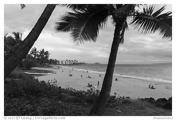 Palm trees and beach in late afternoon, Kihei. Maui, Hawaii, USA (black and white)