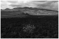 Lava fields, Ahihi-Kinau Natural Area Reserve with Haleakala in background. Maui, Hawaii, USA ( black and white)