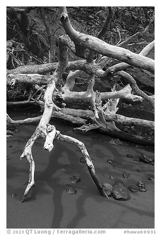 Bleached tree and red sand, Red Sand Beach, Hana. Maui, Hawaii, USA (black and white)