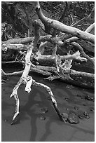 Bleached tree and red sand, Red Sand Beach, Hana. Maui, Hawaii, USA ( black and white)