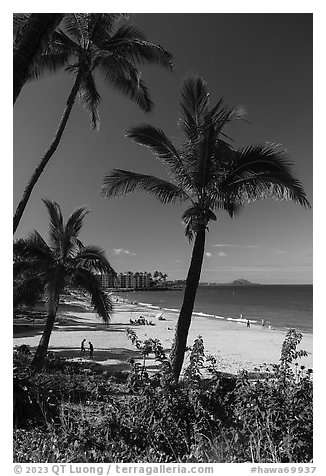 Palm trees and beach in the morning, Kihei. Maui, Hawaii, USA (black and white)