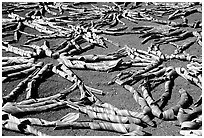 Pandanus leaves being dried. American Samoa ( black and white)