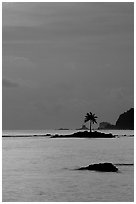 Coconut tree on islet in Leone Bay, dusk. Tutuila, American Samoa (black and white)