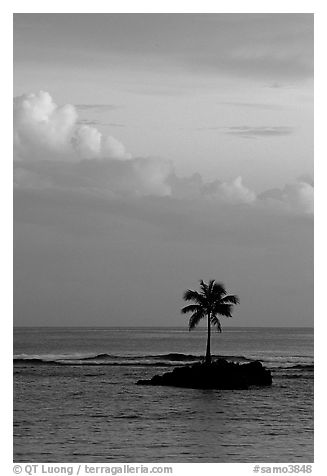 Lone palm tree on a islet in Leone Bay, sunset. Tutuila, American Samoa