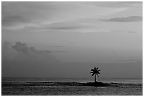 Palm tree on a islet in Leone Bay, sunset. Tutuila, American Samoa (black and white)