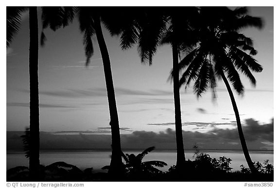 Palm trees at sunset, Leone Bay. Tutuila, American Samoa (black and white)