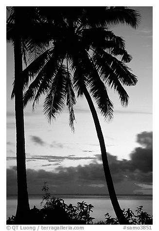 Cocunet trees at sunset, Leone Bay. Tutuila, American Samoa (black and white)