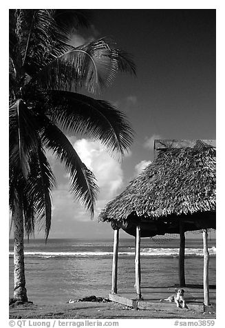 Beach fale with dog near Amouli. Tutuila, American Samoa