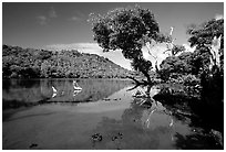 Pala quicksand lake. Aunuu Island, American Samoa (black and white)