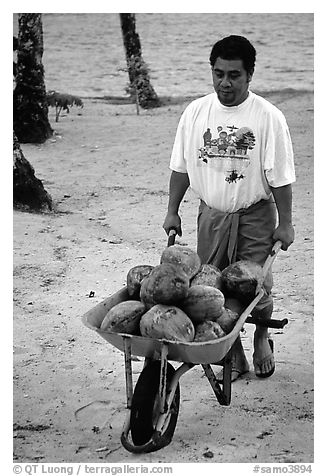 Villager carying coconuts in a wheelbarel. Tutuila, American Samoa (black and white)