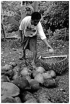 Villager throwing a pealed coconut into a basket made out of a single palm leaf. Tutuila, American Samoa (black and white)