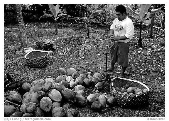 Villager collecting coconuts into a basket made out of a single palm leaf. Tutuila, American Samoa