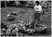 Villager collecting coconuts into basket made out of single palm leaf. Tutuila, American Samoa ( black and white)