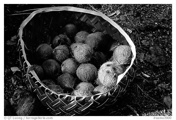 Coconuts contained in a basket made out of a single palm leaf. Tutuila, American Samoa (black and white)