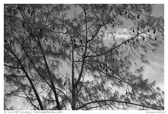 Fruit bat Tree, Aua. Pago Pago, Tutuila, American Samoa (black and white)