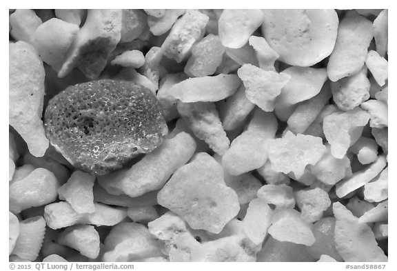 Garden Key, Dry Tortugas National Park.  (black and white)