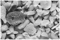 Garden Key, Dry Tortugas National Park.  ( black and white)