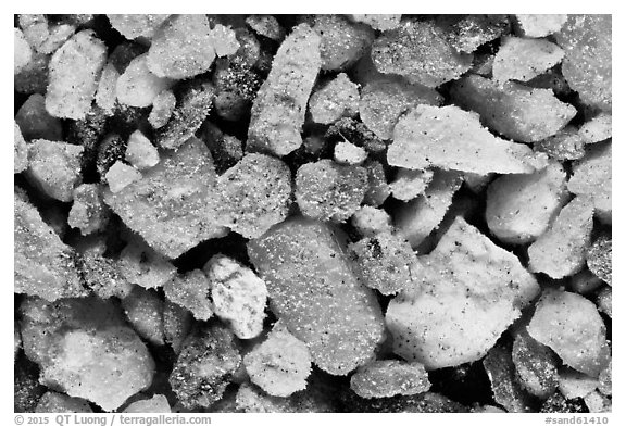 Desert Ecology Wash, Saguaro Natinal Park.  (black and white)