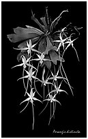 Aerangis distincta. A species orchid (black and white)