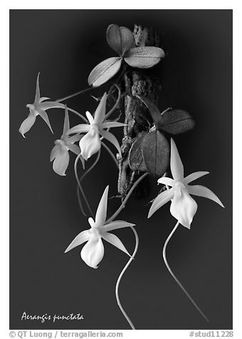 Aerangis punctata. A species orchid (black and white)