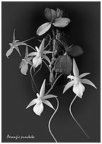 Aerangis punctata. A species orchid ( black and white)