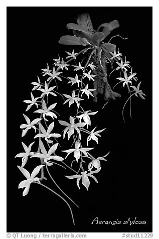 Aerangis stylosa. A species orchid (black and white)