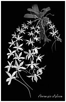 Aerangis stylosa. A species orchid ( black and white)