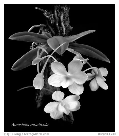 Amesiella monticola. A species orchid (black and white)