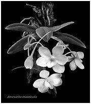 Amesiella monticola. A species orchid ( black and white)