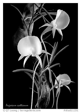 Angraecum scottianum. A species orchid (black and white)