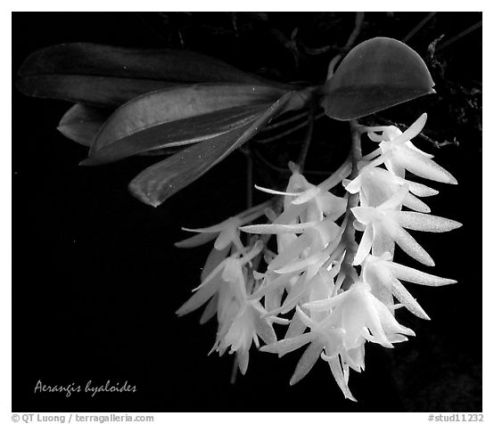 Arerangis hyaloides. A species orchid (black and white)