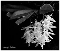 Arerangis hyaloides. A species orchid ( black and white)