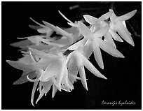 Arerangis hyaloides. A species orchid (black and white)