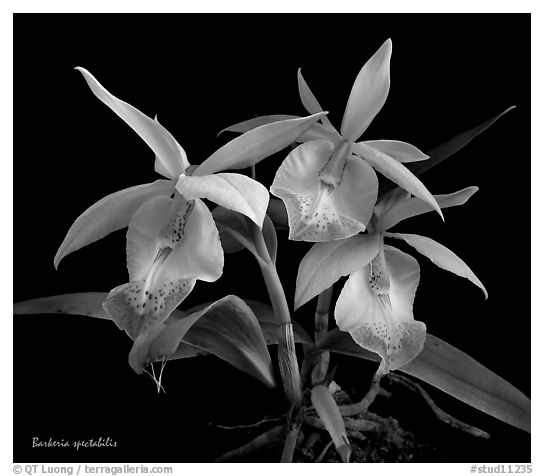 Barkeria spectabilis. A species orchid (black and white)